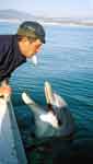дельфинам время обедать