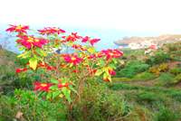 цветы острова Тенерифе