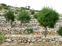 Террасы оливковых садов